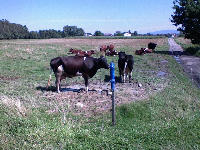 Landek-krowa pije z hydrantu!!!